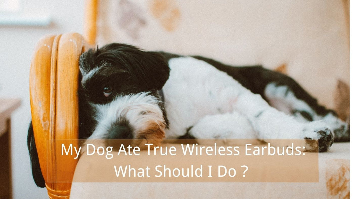 My Dog Ate True Wireless Earbuds What Should I Do